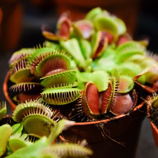 Venus flytrap in plant pot