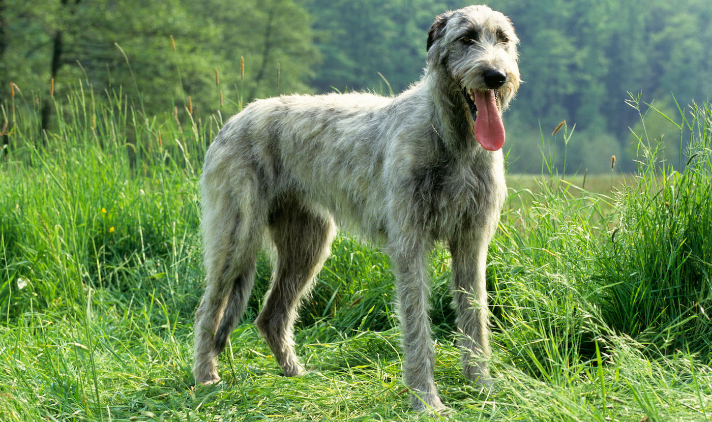 Irish Wolfhound