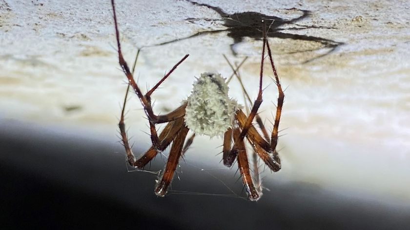 A spider infected with zombie-spider fungus (Gibellula attenboroughii) on the ceiling of a cave. 