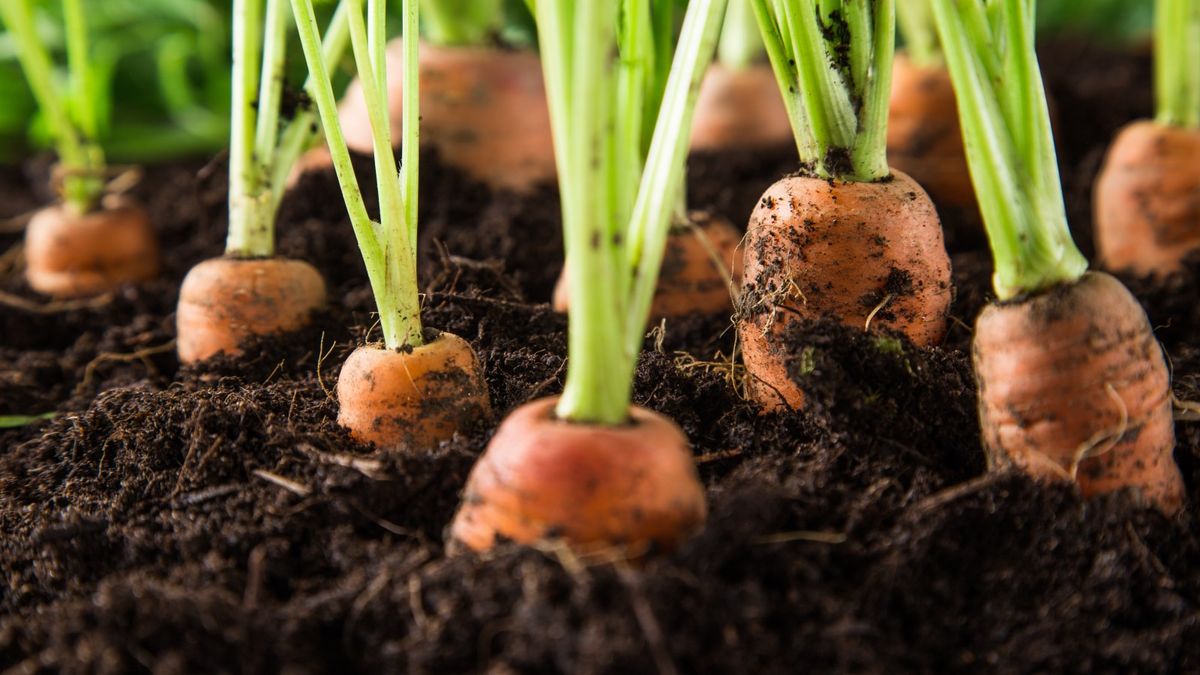 How to grow carrots in containers: expert tips for success | Homes and  Gardens