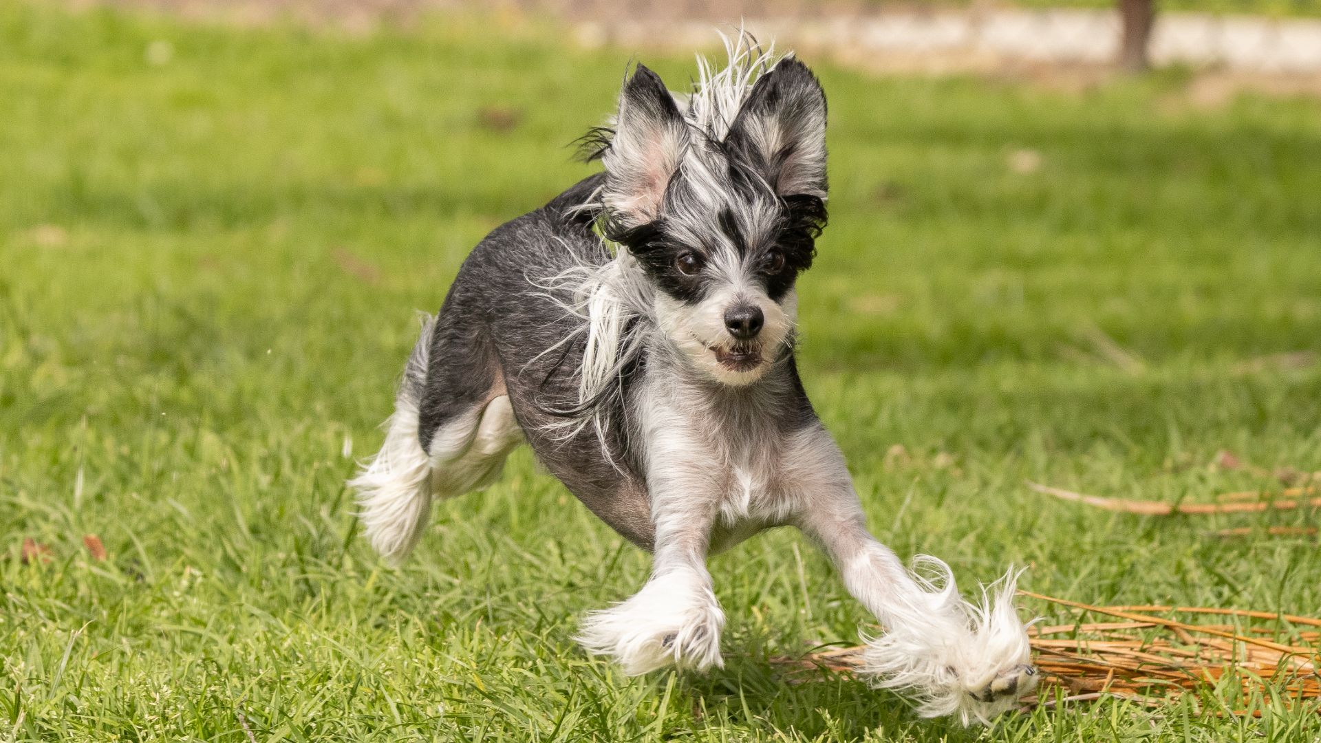 Chinese Crested Dog