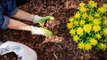 Hands spreading pine needle mulch around the yard