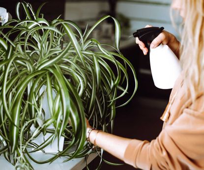 Is your spider plant turning yellow? 5 expert remedies | Homes & Gardens