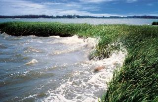 delaware wetlands