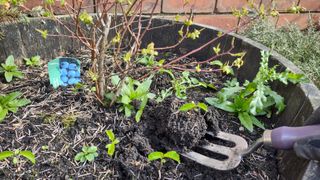 Removing weeds from a blueberry plant container using a handheld garden fork.