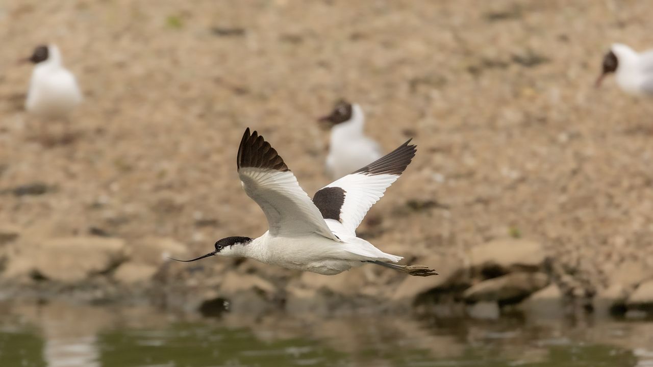 Flying birds shot with Canon cameras