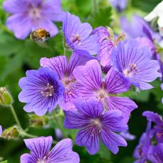 Purple blue geraniums growing in garden