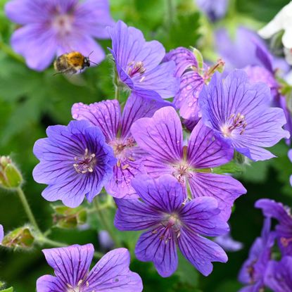Purple blue geraniums growing in garden