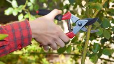 A gardener cutting roses with pruning shears