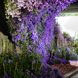 purple flowers near green plants