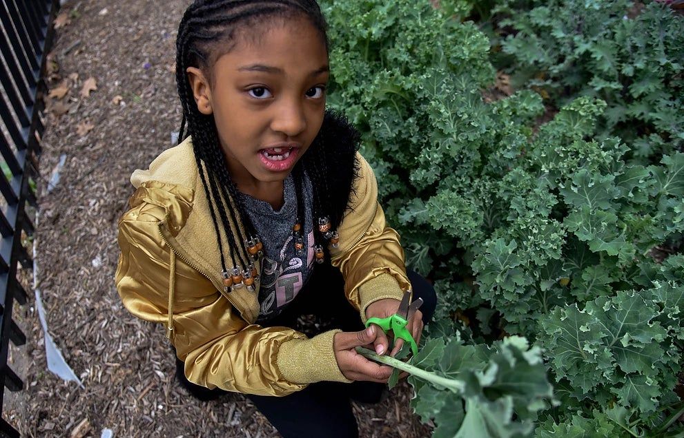 Harvesting kale.