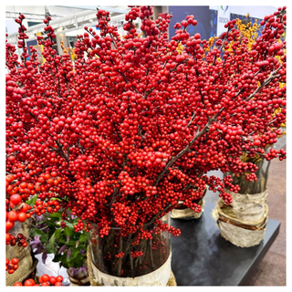 Ilex Magical® Amaranth Winterberry from Jackson & Perkins