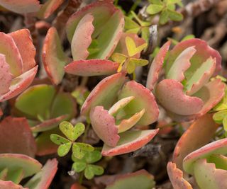 paddle plant showing pink and green foliage