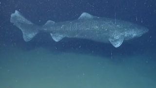 greenland shark swimming in the Northeast U.S. Canyons.