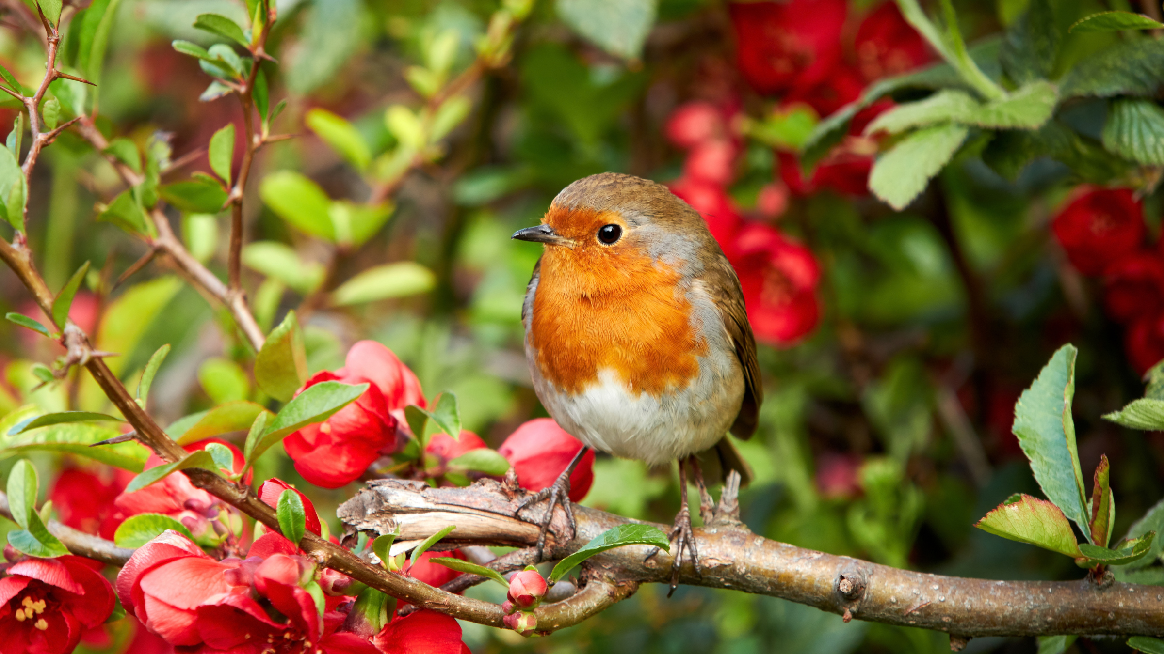 Robin perched on a red flowering branch.