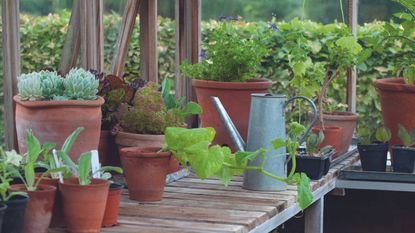 A tall metal watering can surrounded by green plants in a greenshouse