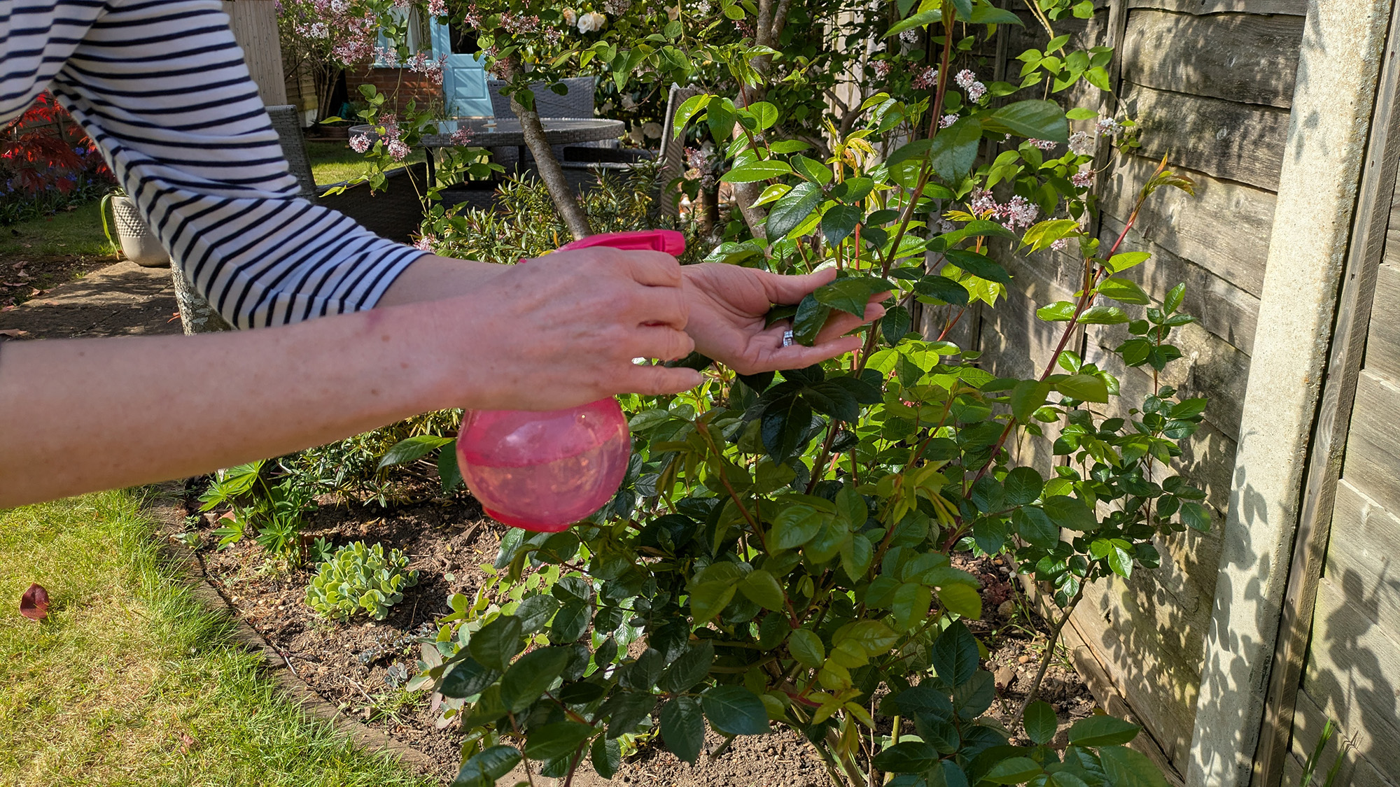 A person spraying aphids on a rose bush