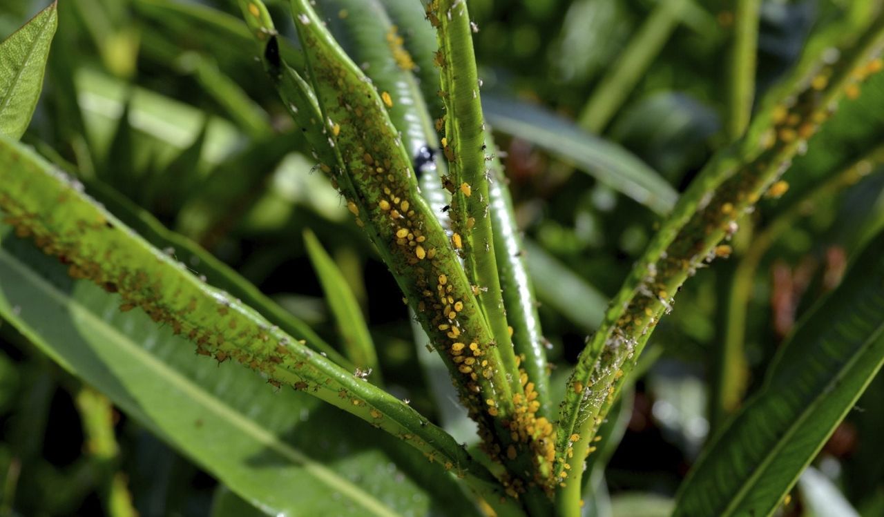 Insects On Oleander Plants