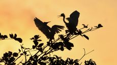 A pair of purple herons compete for space in an urban wetland in Colombo, Sri Lanka