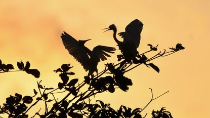 A pair of purple herons compete for space in an urban wetland in Colombo, Sri Lanka
