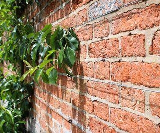 A young espalier branch to be tied to wires on a brick wall