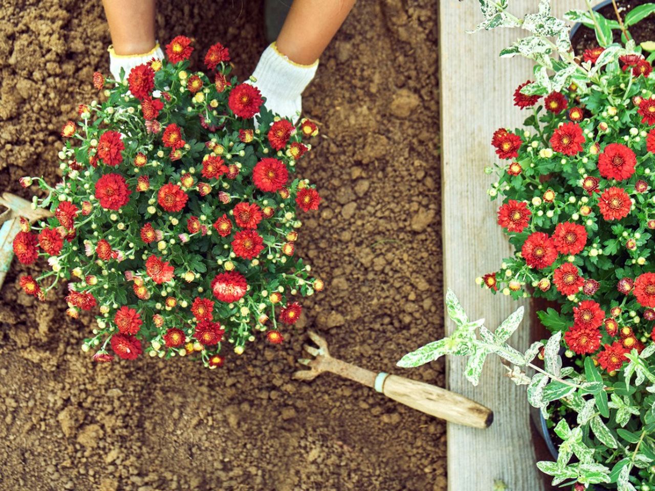 Gardener Planting Flowers into Ground