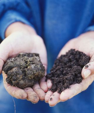 soil held in hands