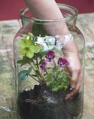 Step four of how to make a terrarium: plant up your smaller plants
