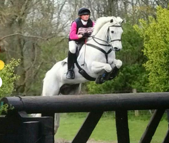 Competition ponies for sale