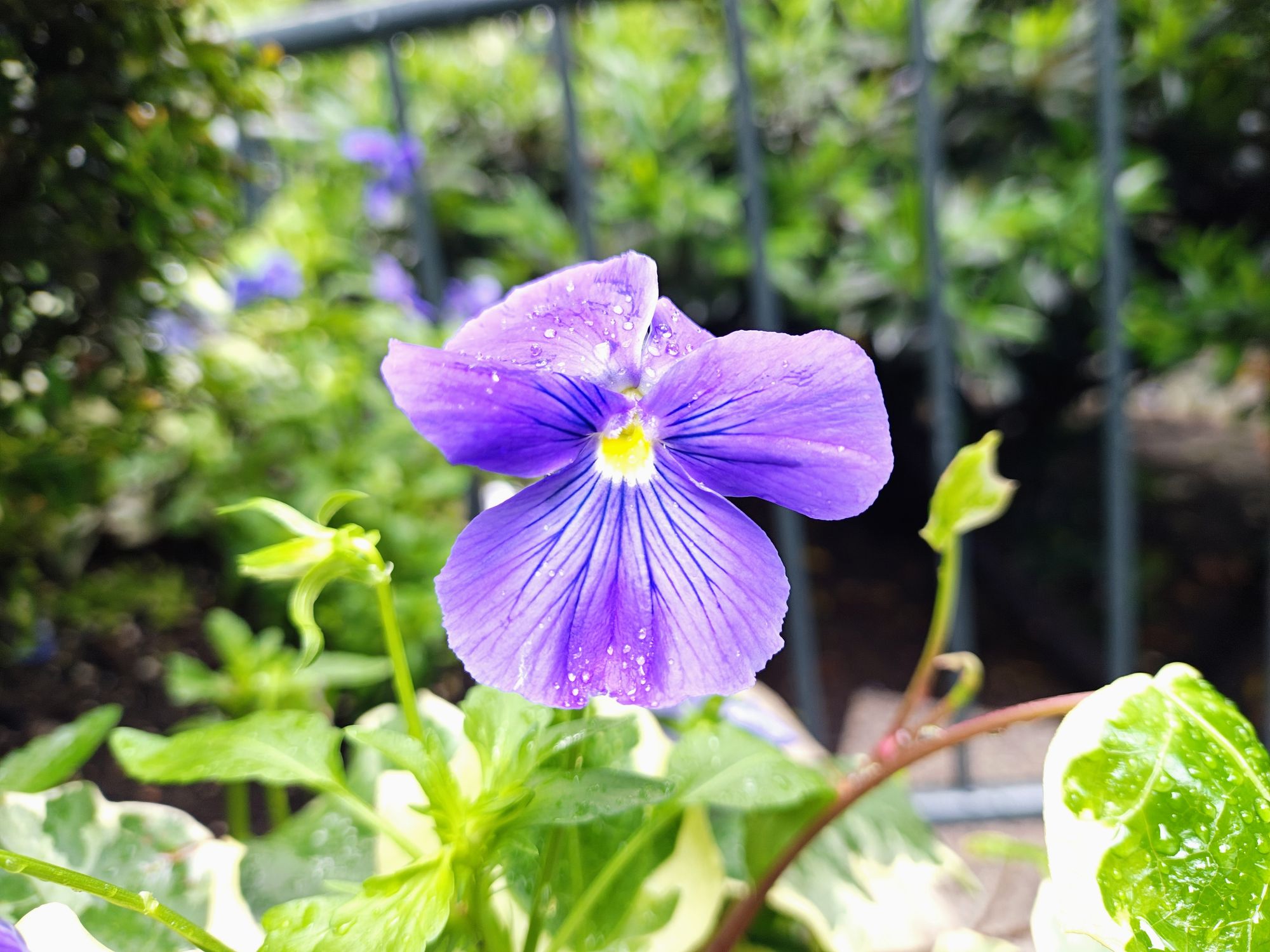 Motorola Razr Plus 2024 macro sample.
