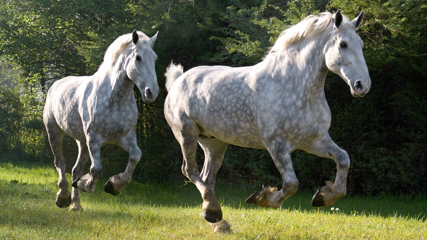 Percheron horses