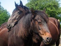 Ruby_Tuesday_and_Sefton.jpg