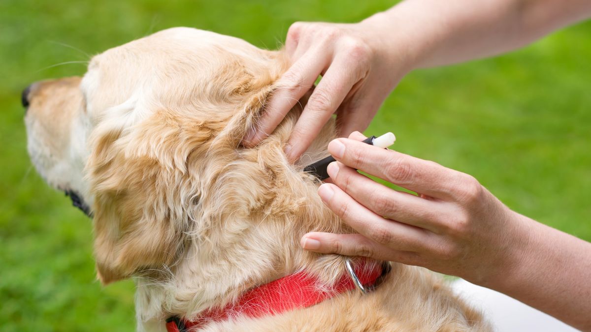 Dog having tick removed