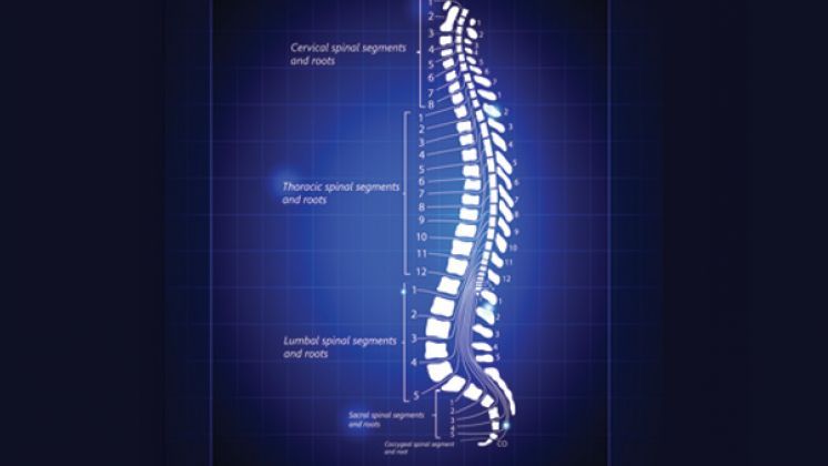 Spine