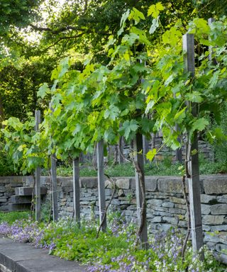vine terrace with dry stone walls in a sloped garden