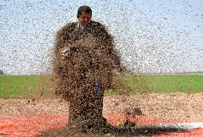 Bees swarming a man.