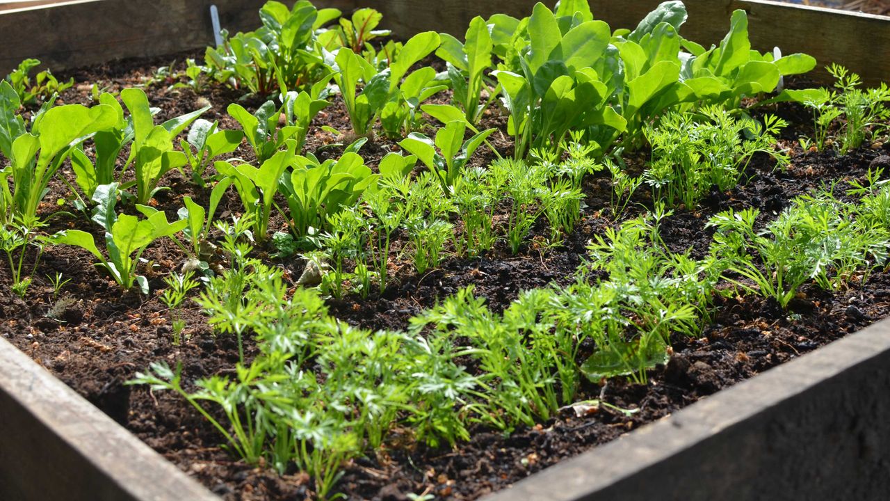 when to plant carrots in a vegetable garden