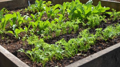 when to plant carrots in a vegetable garden