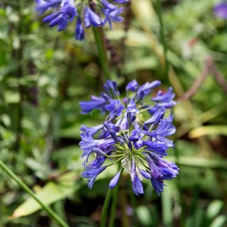 Closeup of purple agapanthus flowers growing in garden