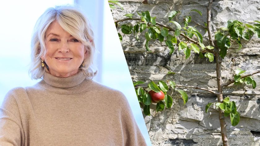 Martha Stewart next to espaliered pear tree against a wall