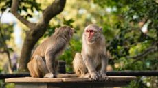 two macaque monkeys sitting on a table outdoors in a park