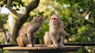 two macaque monkeys sitting on a table outdoors in a park