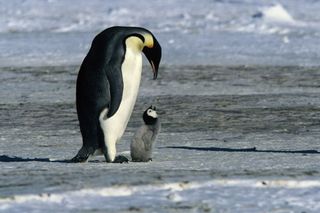 A still from the movie March of the Penguins