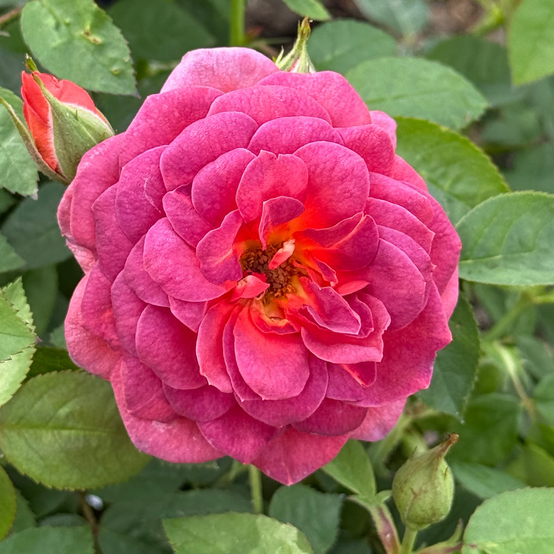 Midnight Fire&amp;trade; Potted Rose Bush - 3 Gallon Potted Rose Bush