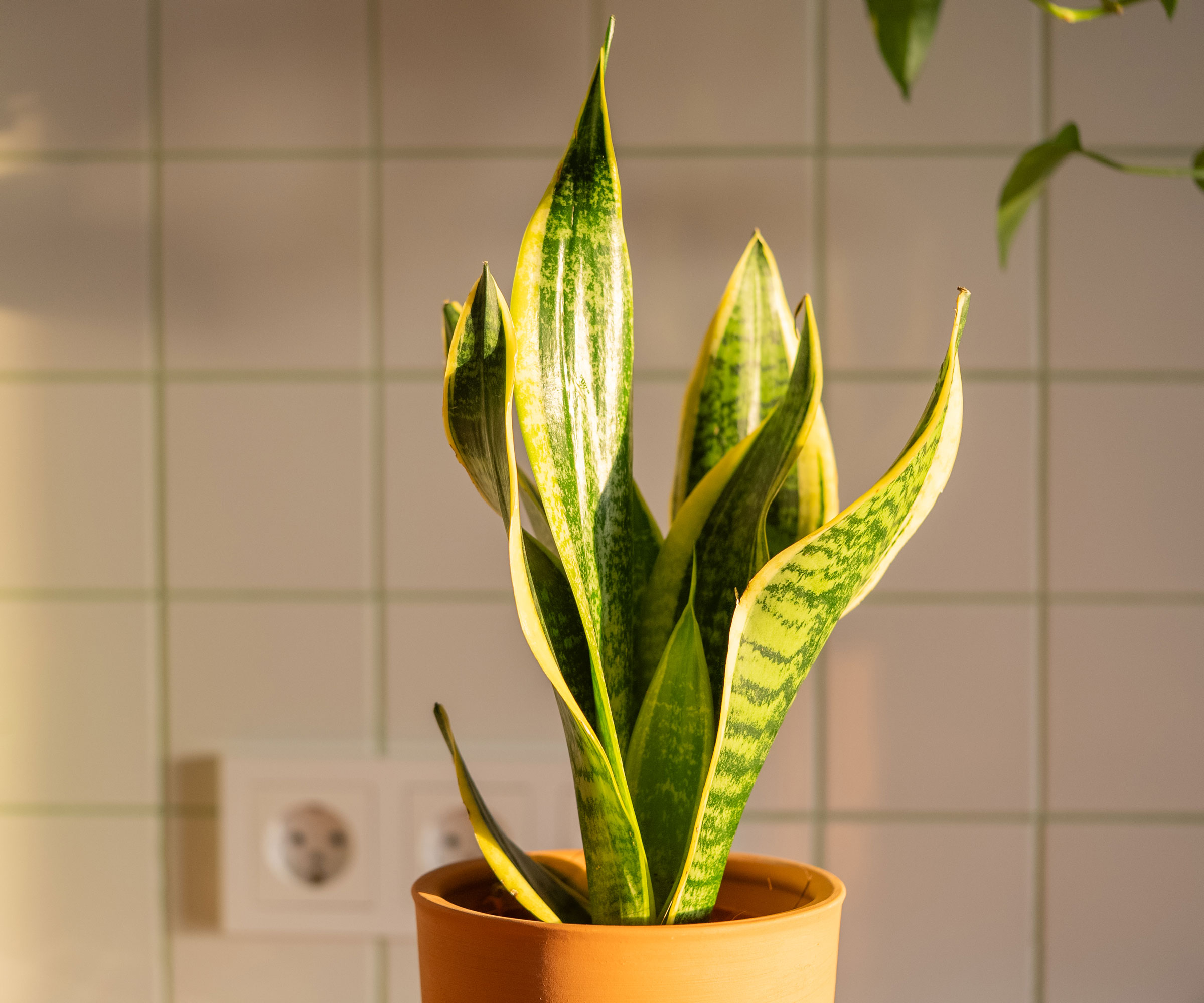 snake plant in brown pot in sunshine