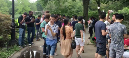 Pokemon Go players have congregated in Central Park.
