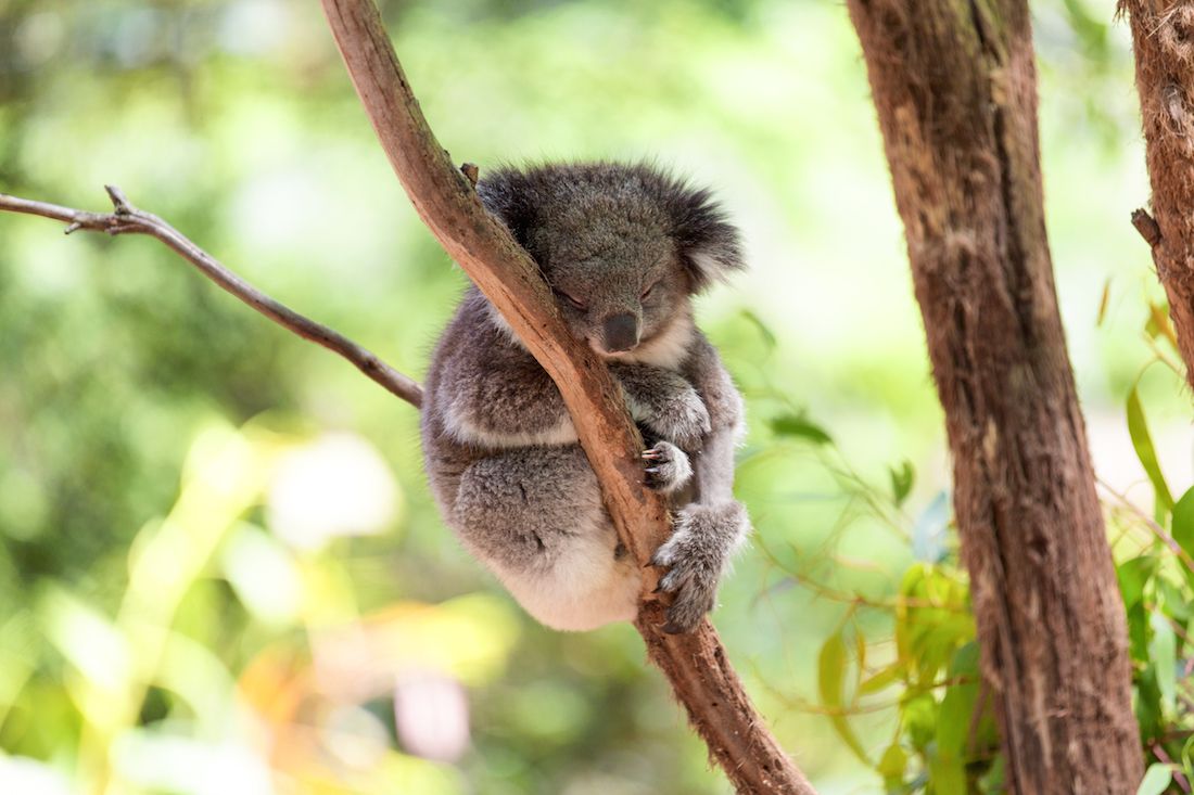 Sleeping koala