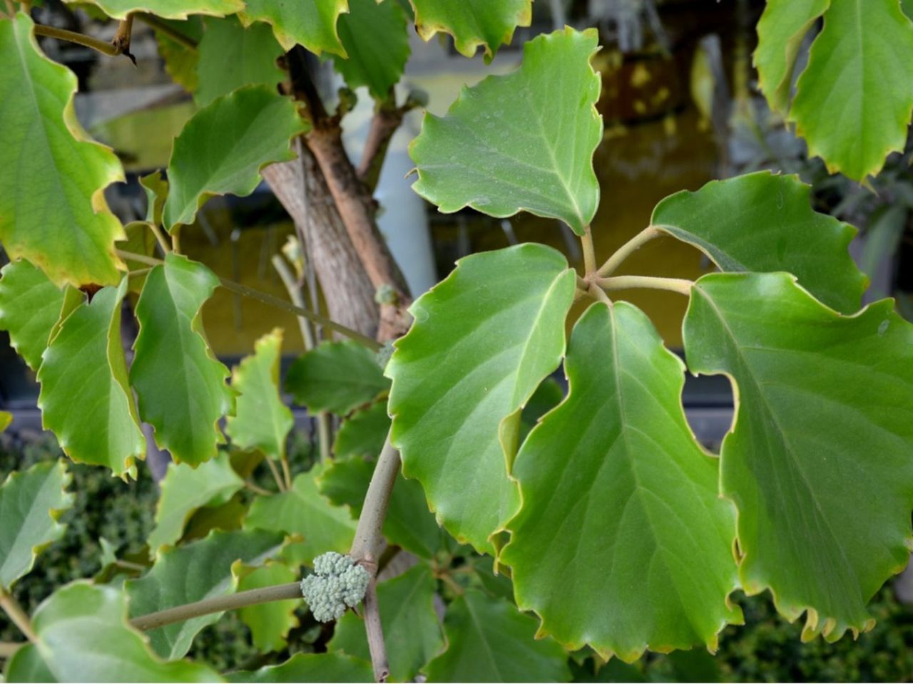 Tetrastigma Voinierianum Plant