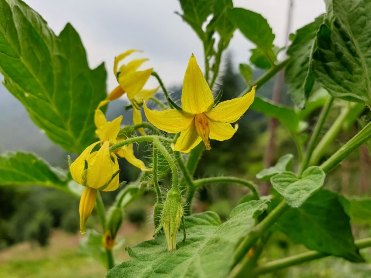 Yellow Flowered Plant