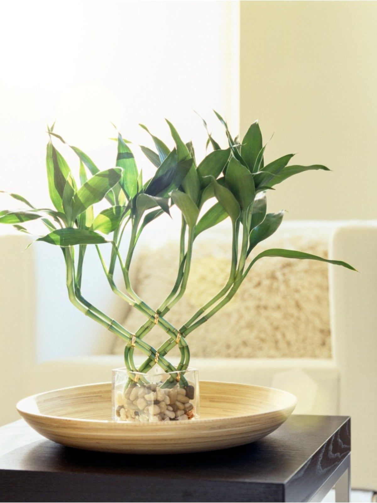Lucky Bamboo Care Growing Lucky Bamboo Indoors Gardening Know How Lucky Bamboo Care Growing Lucky Bamboo Indoors Gardening Know How